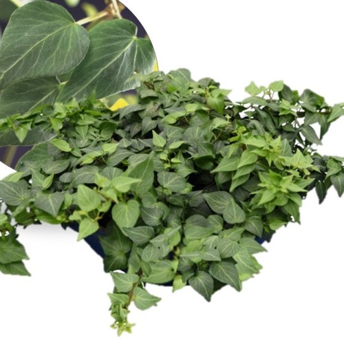 Hedera helix 'Natasha' - Harilik luuderohi 'Natasha' P9/0,55L